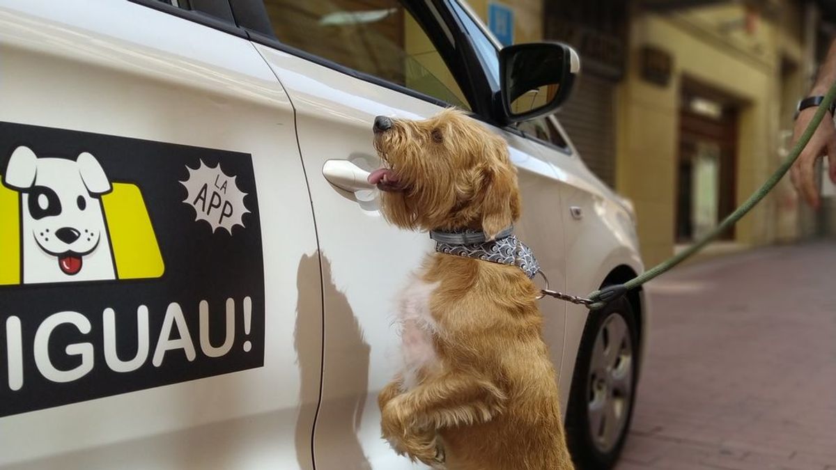 Taxi Guau: Arranca el primer taxi para mascotas en A Coruña
