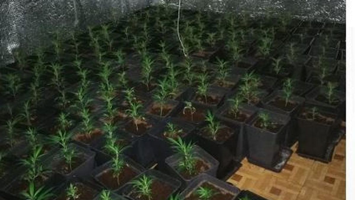 La Policía Nacional encuentra una plantación de marihuana en un piso del barrio madrileño de Vallecas La Policía Nacional encuentra una plantación de marihuana en un piso del barrio madrileño de Vallecas