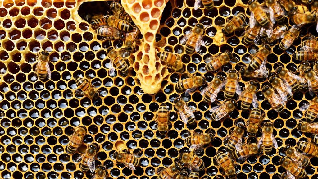 Abejas miel