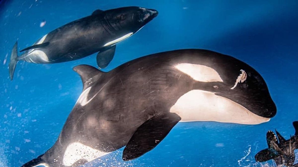 Los ataques de las orcas a veleros podrían ser una respuesta a una agresión sufrida Los ataques de las orcas a veleros podrían ser una respuesta a una agresión sufrida