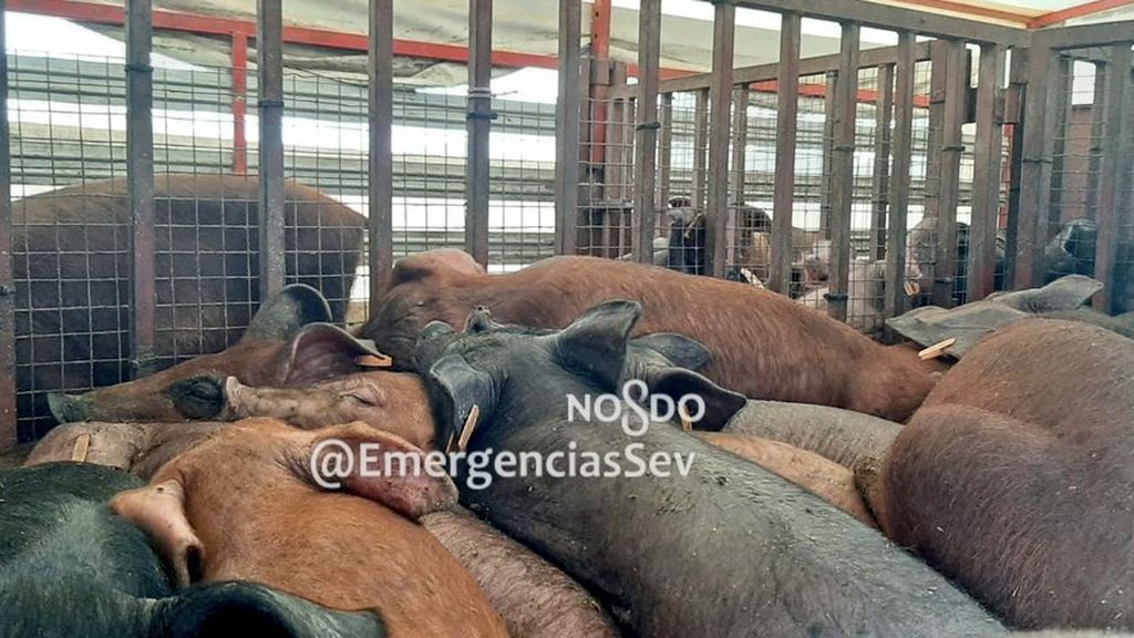Cerdos hacinados en un camión de Sevilla