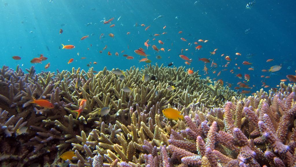 ¿Por qué son tan importantes los arrecifes de coral para el mundo