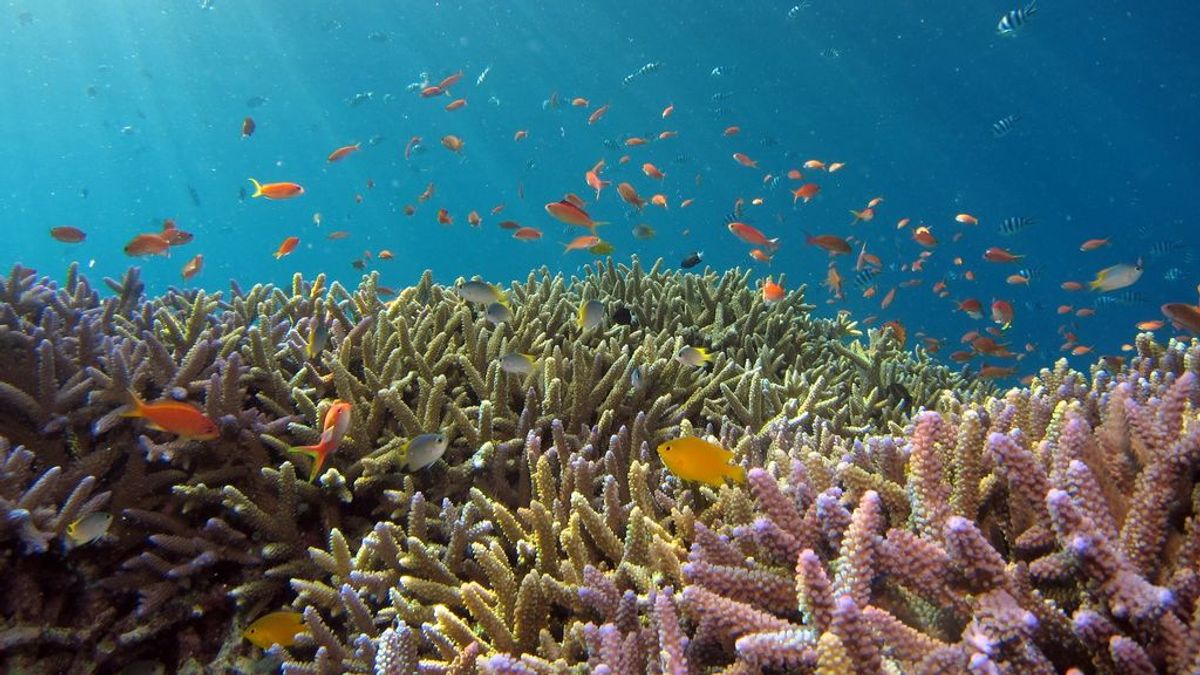 La biodiversidad de los océanos podría morir en 2050 según la ONU. ¿Sabes por qué son tan importantes los arrecifes de coral para el mundo marino?