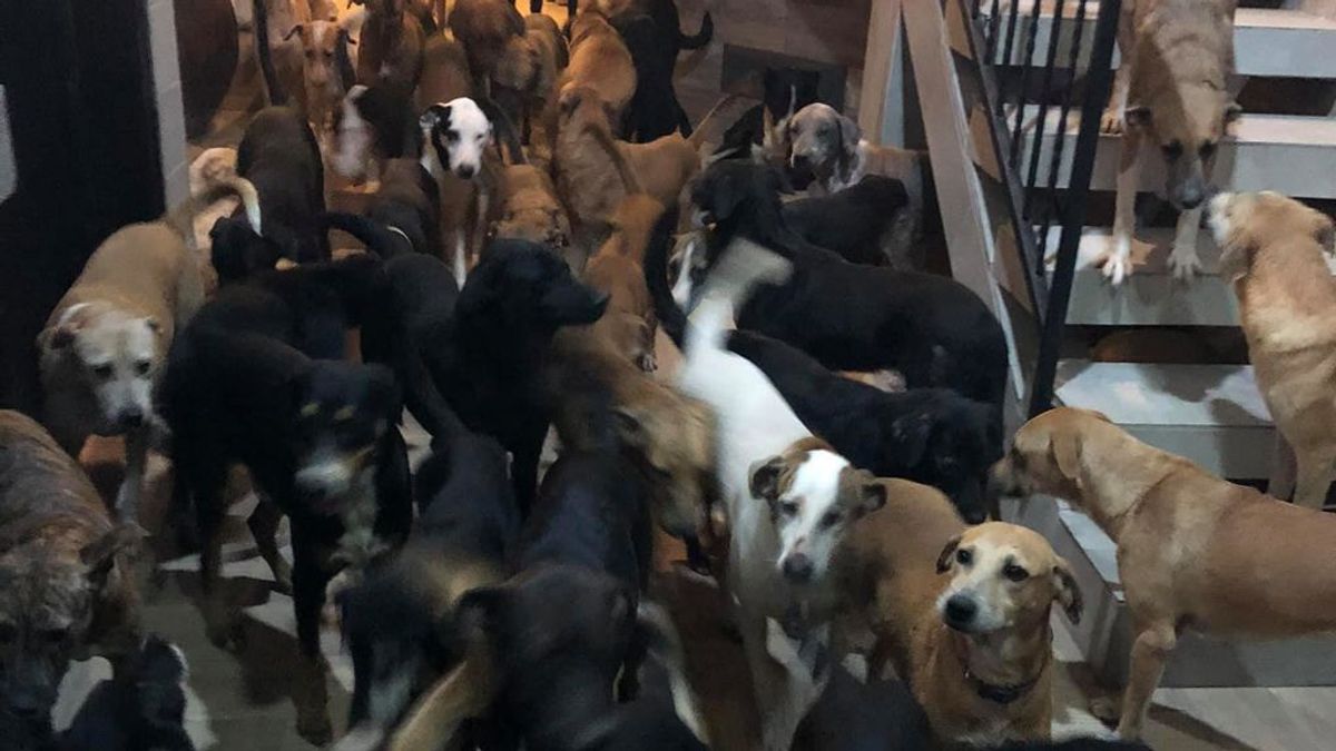 Un hombre se hace viral por resguardar a 300 mascotas durante el paso del huracán Delta