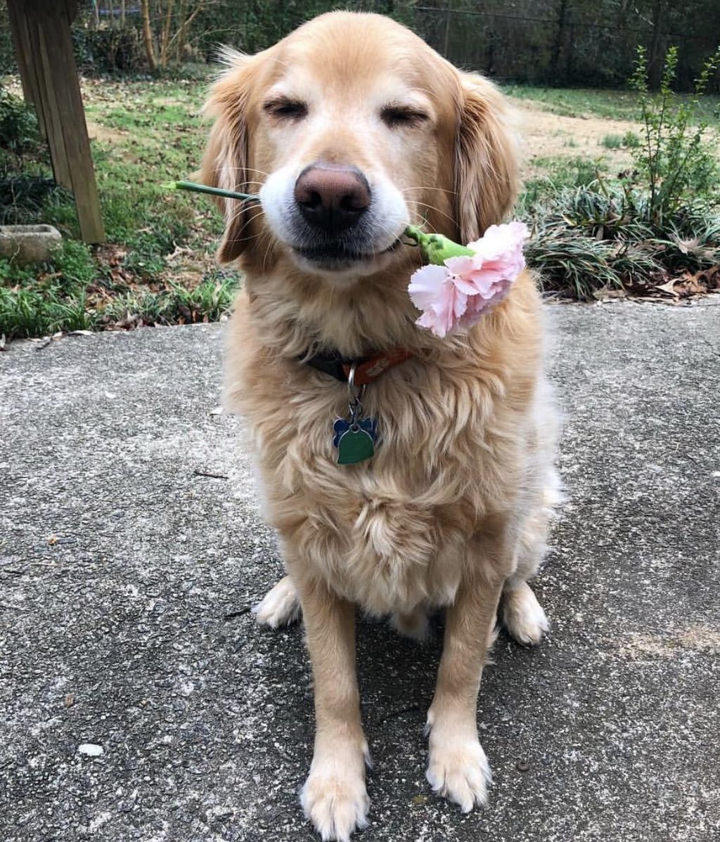 Charlie con una flor