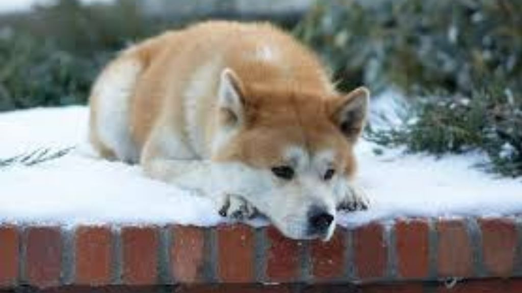 La Hachiko española: una perrita que lleva días esperando a su dueña fallecida frente a su negocio