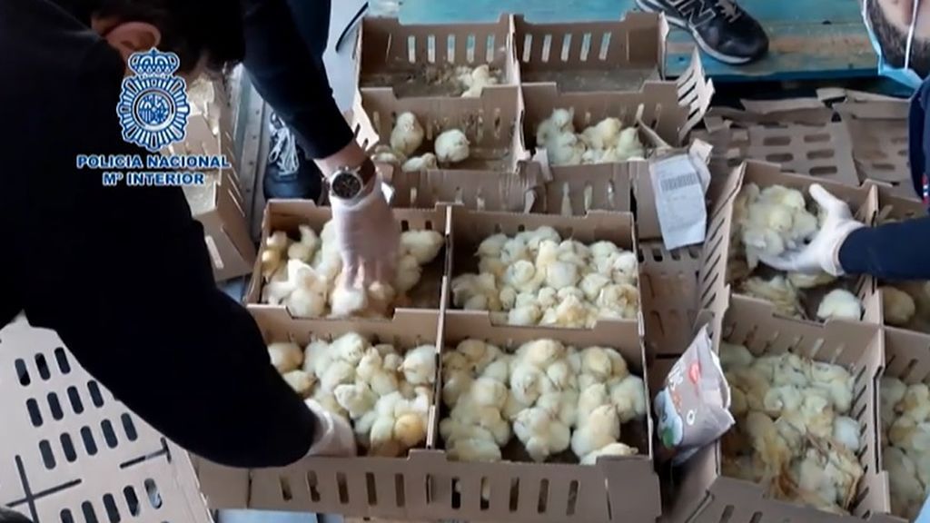 Rescatan a 20.000 pollitos abandonados en el aeropuerto de Barajas
