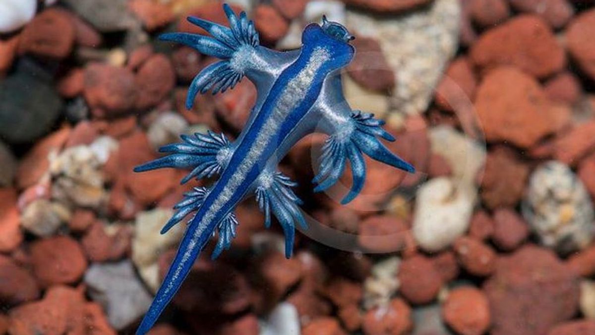 Las mareas arrastran a Canarias el llamativo y peligroso dragón azul