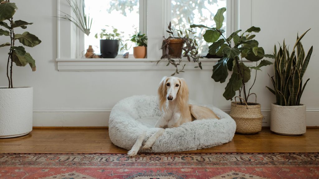 En la paciencia está la clave: por qué y cómo debes secar el pelo a tu perro este invierno