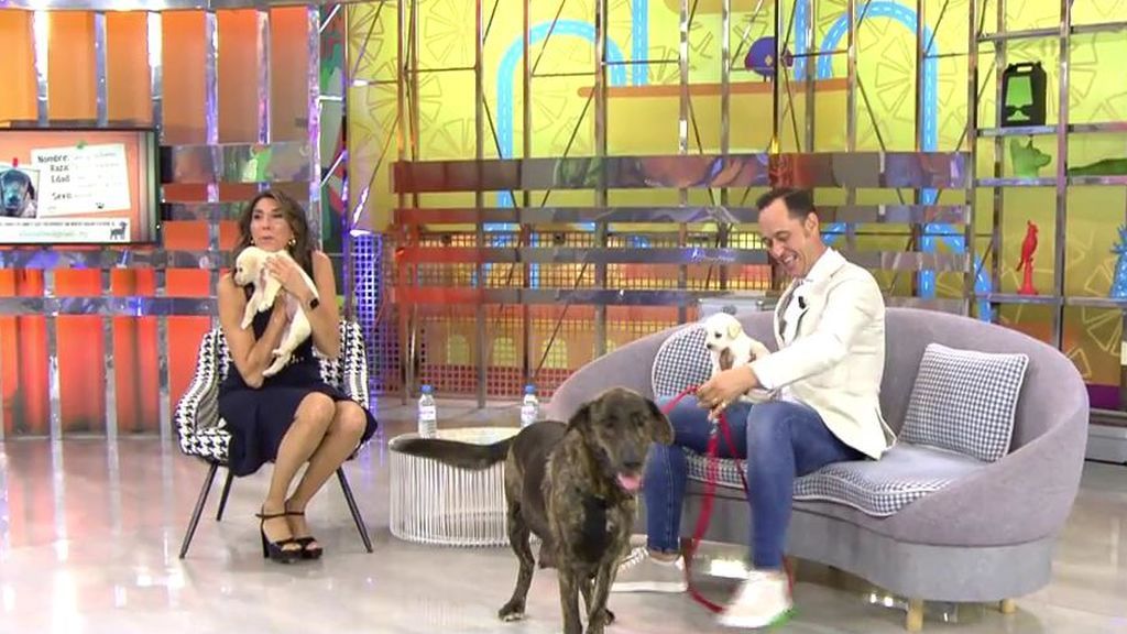 Luna y sus nueve cachorros necesitan un nuevo hogar