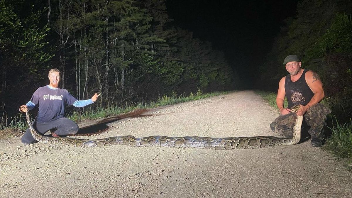 La 'bestia' de Miami: capturan una serpiente invasora de 6 metros de largo