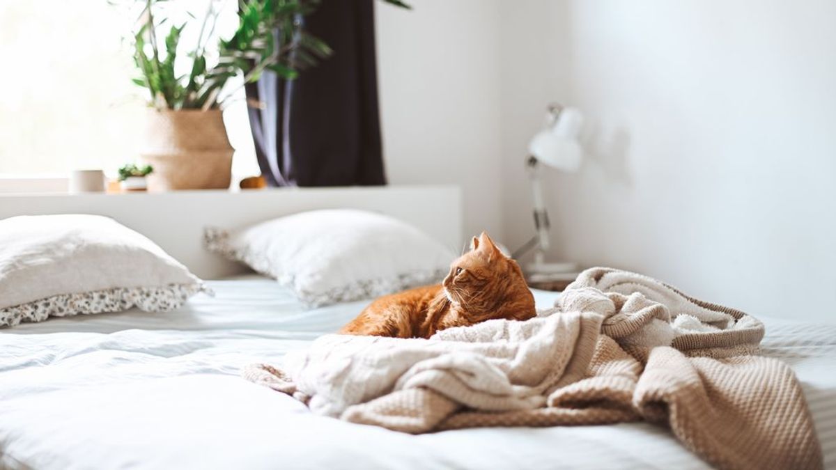 "Fuera de mi cama": conseguir que el gato deje de dormir contigo no es complicado