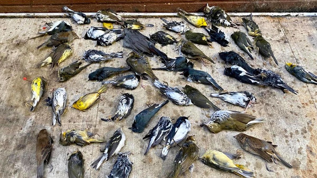 Encuentran más de 1.000 pájaros muertos en la calles de Filadelfia Encuentran más de 1.000 pájaros muertos en la calles de Filadelfia