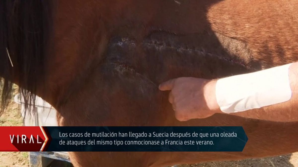 Iker Jiménez explota contra los salvajes que mutilan caballos: "Yo les haría lo mismo a ellos, ¡ojo por ojo!"