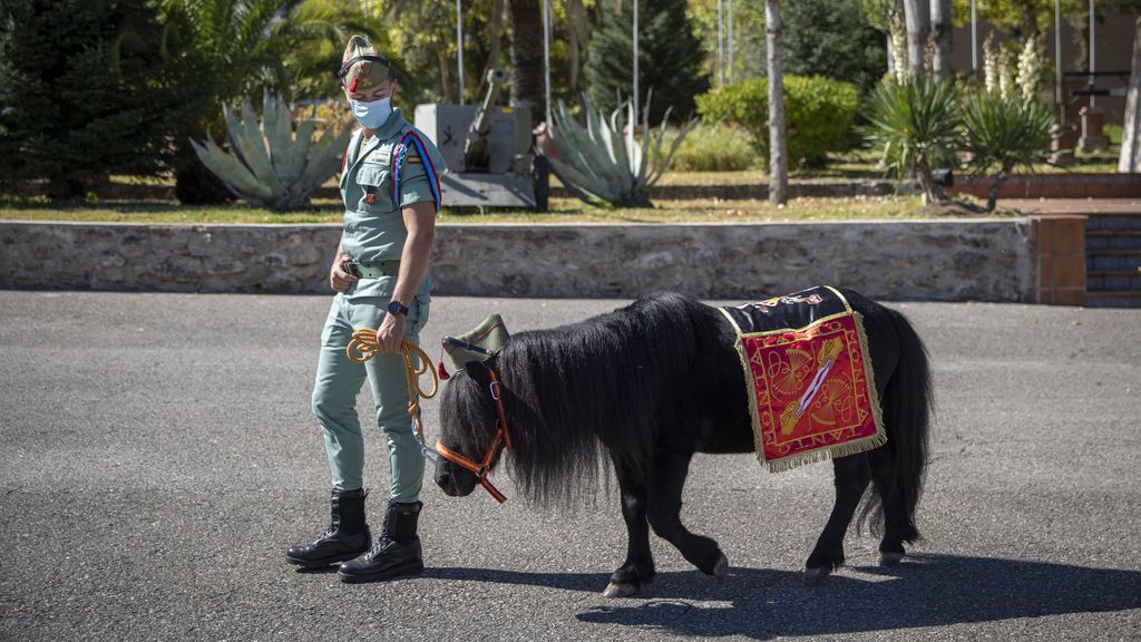 EuropaPress_3368298_soldado_pasea_poni_legion_campamento_ronda_malaga_andalucia_espana_octubre