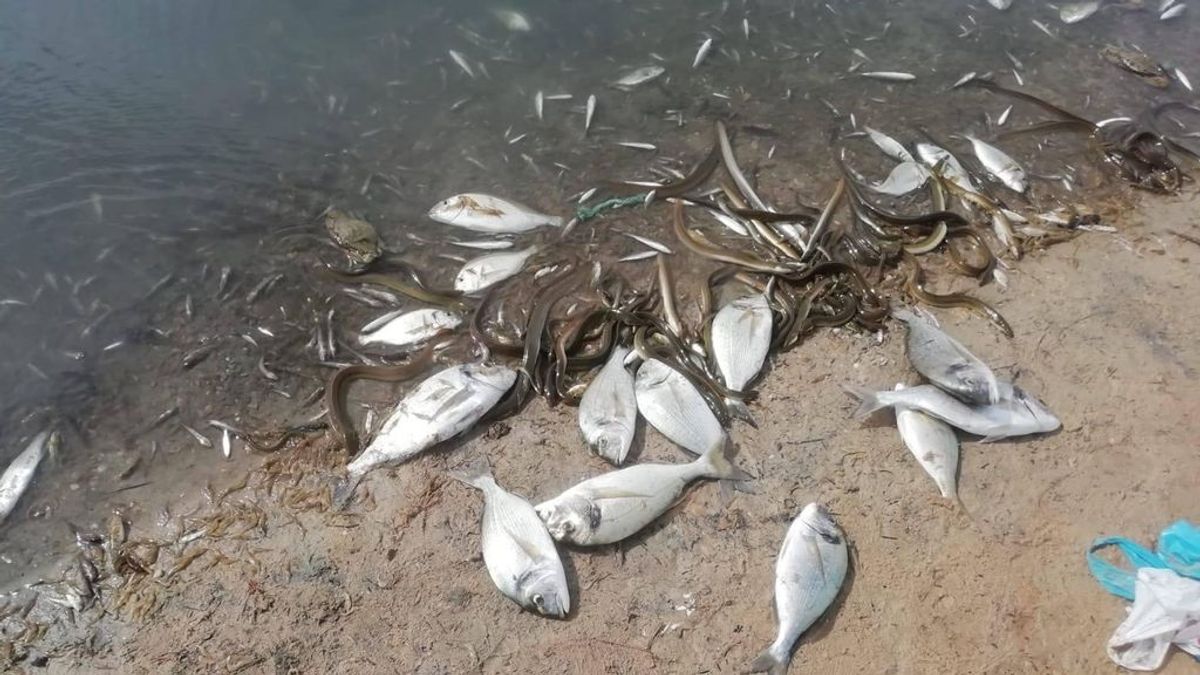 Un año del desastre ecológico del Mar Menor: cientos de personas vuelven a reclamar que se proteja la laguna