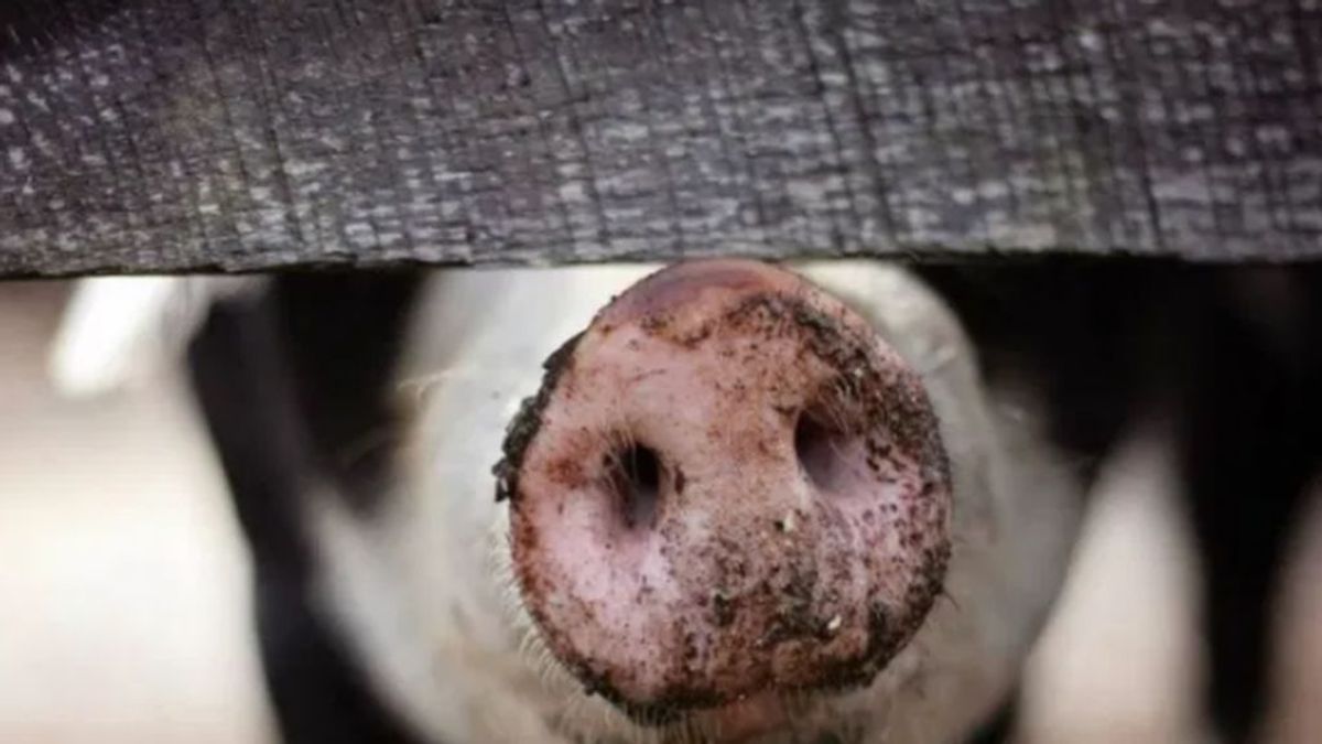 Un estudio advierte de que una cepa de coronavirus en cerdos podría propagarse a los humanos
