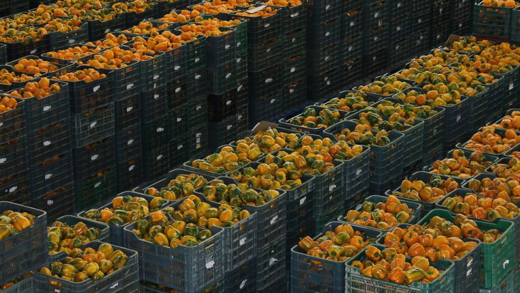 pimientos almacén comercialización