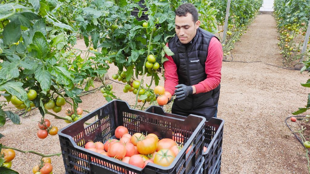 trabajador recolección tomate