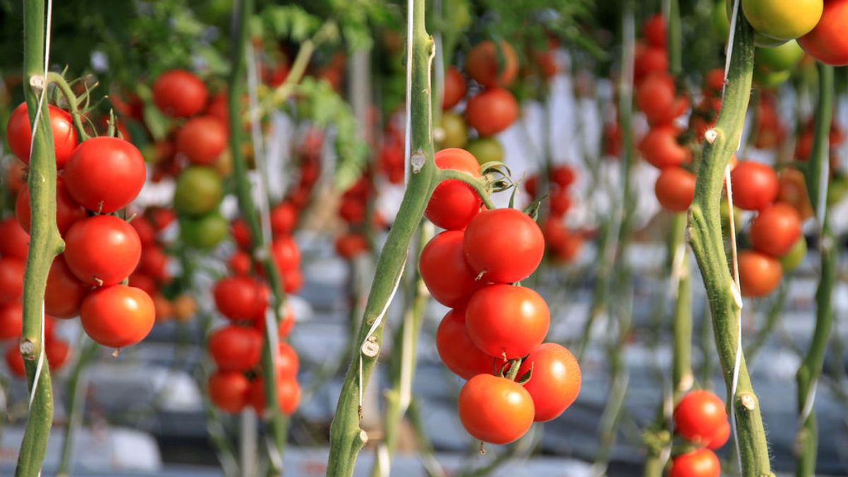 El modelo de producción de frutas y hortalizas de invernadero abastece a más de 500 millones de europeos con productos saludables durante todo el año