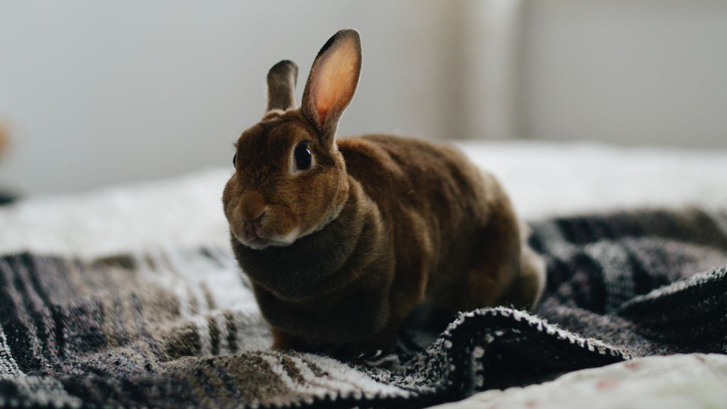 Panza llena, conejo feliz: cómo alimentar a estos animales para que crezcan sanos y fuertes