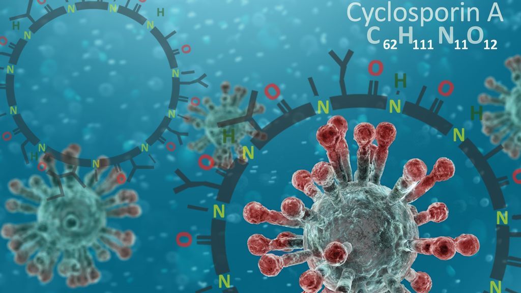Ciclosporina, el fármaco que reduce un 81% las probabilidades de morir por COVID-19 Ciclosporina, el fármaco que reduce un 81% las probabilidades de morir por COVID-19