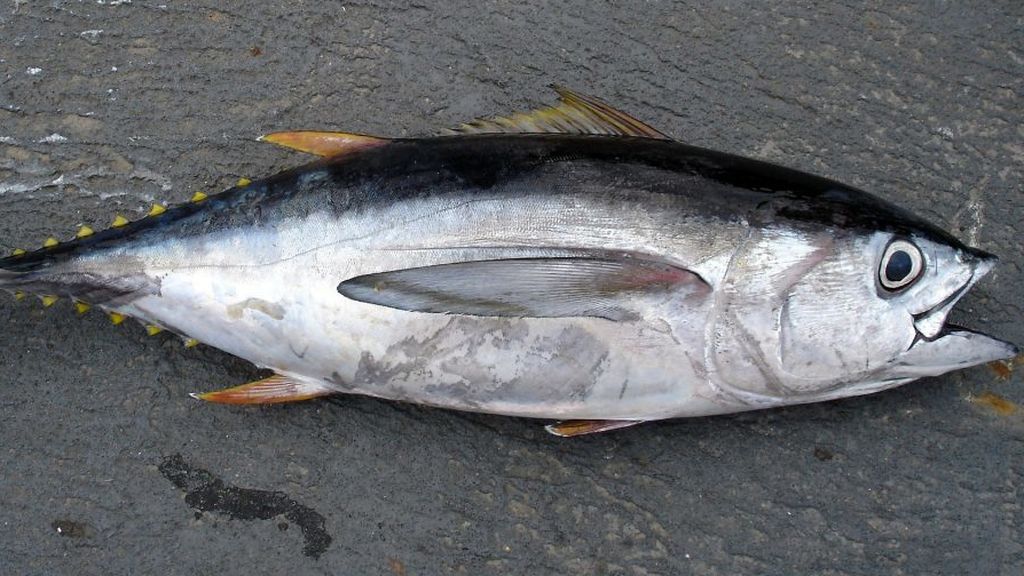 Bonito del norte o atún claro: en qué se diferencian y cual es más sano