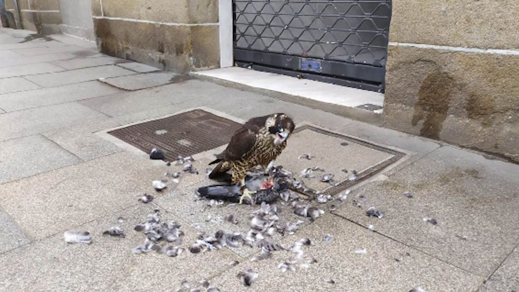 Un halcón peregrino campa a sus anchas por el centro de Marín y mantiene en vilo a la policía Un halcón peregrino campa a sus anchas por el centro de Marín y mantiene en vilo a la policía