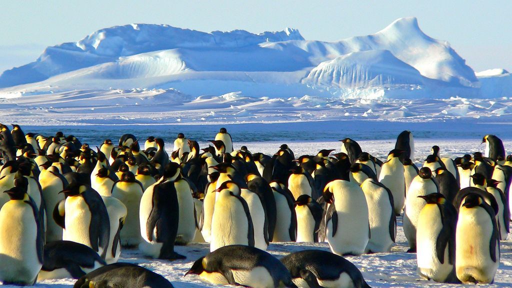Pingüinos de la Antártida.