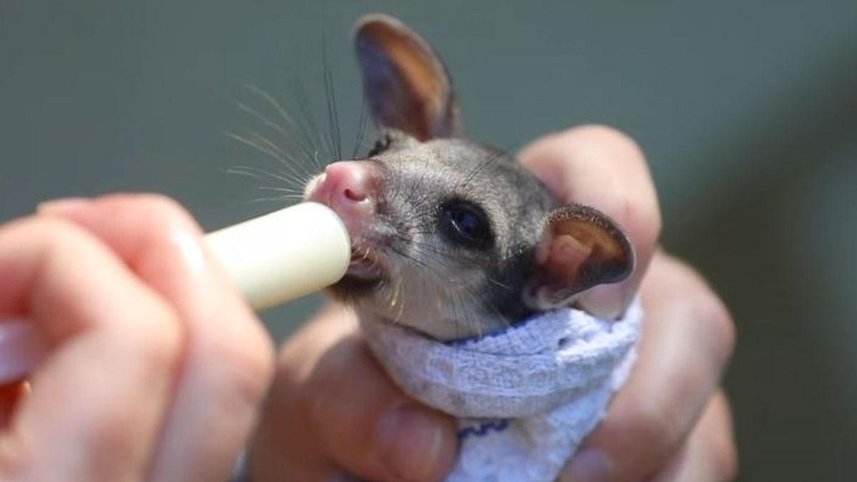 Dobby, la cría de zarigüeya australiana que sobrevivió a un atropello Dobby, la cría de zarigüeya australiana que sobrevivió a un atropello