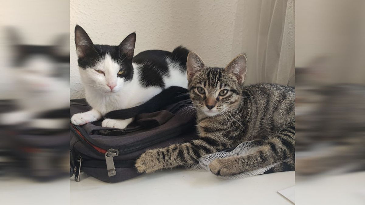 "Mi gato se llama Covid", la inesperada moda durante la pandemia "Mi gato se llama Covid", la inesperada moda durante la pandemia