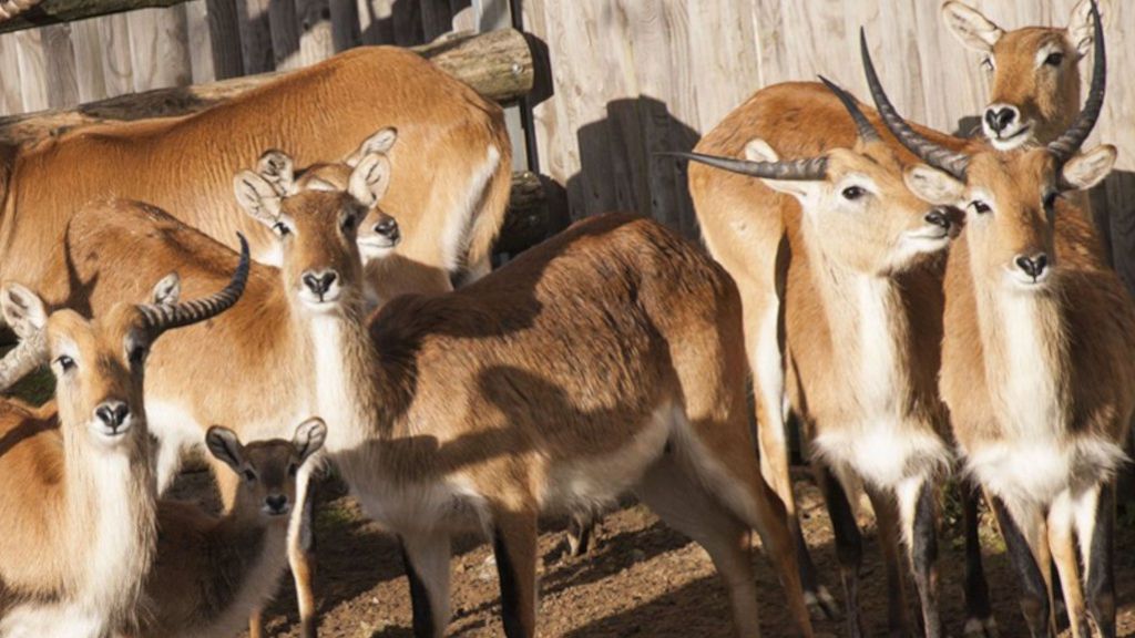 Se venden burros, llamas, puercoespines y boas: razón, el zoo de Vigo Se venden burros, llamas, puercoespines y boas: razón, el zoo de Vigo