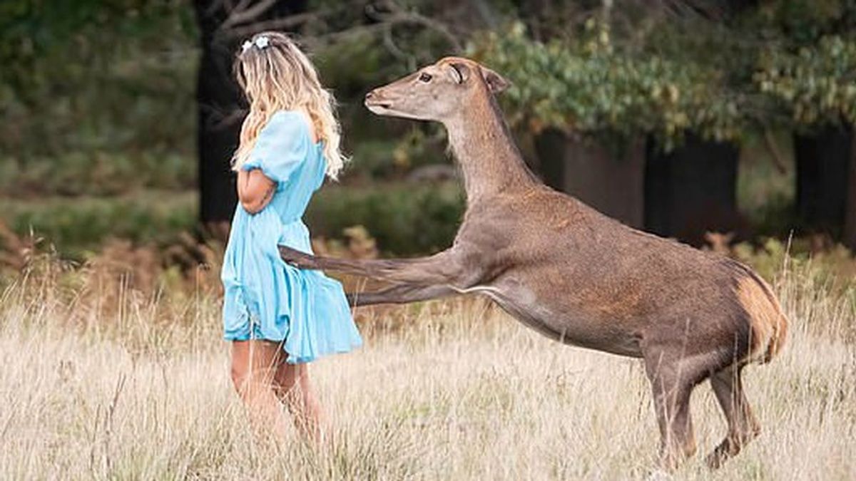 "We are not Bambi": la policía difunde la foto de un supuesto ataque de un ciervo salvaje durante un 'selfie' "We are not Bambi": la policía difunde la foto de un supuesto ataque de un ciervo salvaje durante un 'selfie'