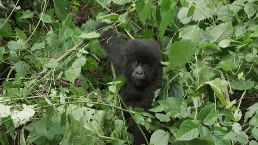 Día Mundial de la Protección de la Naturaleza: la pandemia ha incrementado el uso de plástico de un solo uso