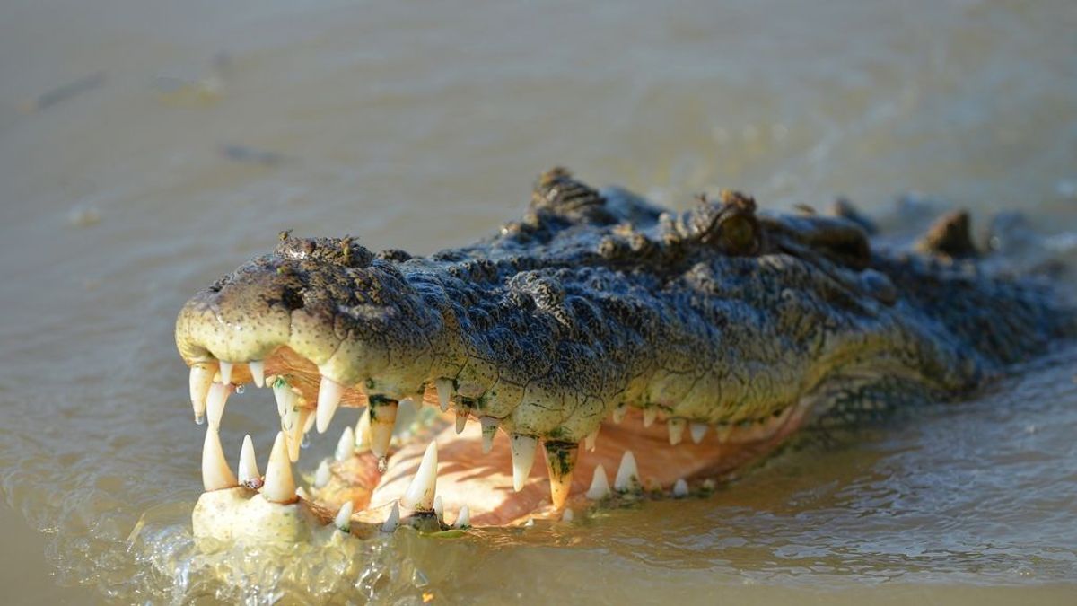 Un cocodrilo devora a un hombre segundos después de meterse a nadar en una zona prohibida