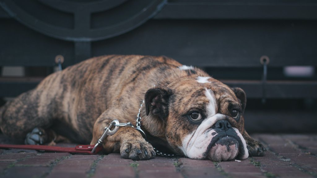 Can con lágrimas, animal infeliz: por qué lloran los perros y cómo calmarles