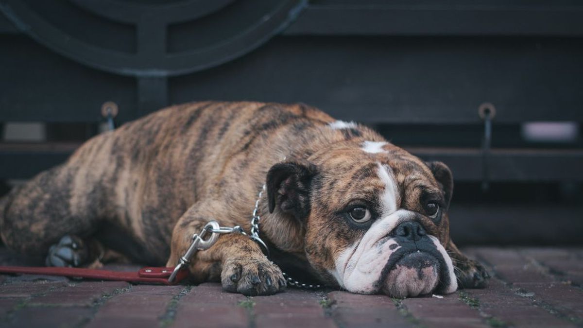 Can con lágrimas, animal infeliz: por qué lloran los perros y cómo calmarles