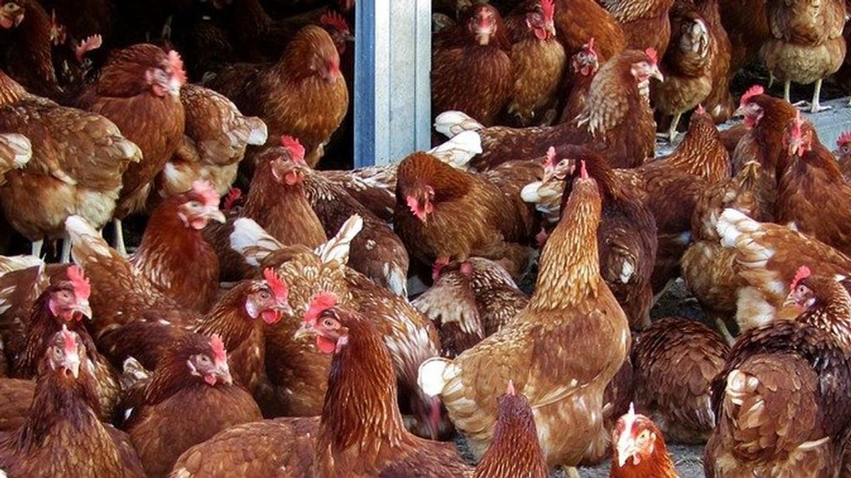 Tres años de cárcel por mantener sexo con gallinas en el sótano de su casa