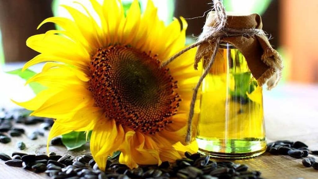 Principales diferencias entre el aceite de oliva y girasol: ¿Cuál es mejor?  - Deportes Cuatro