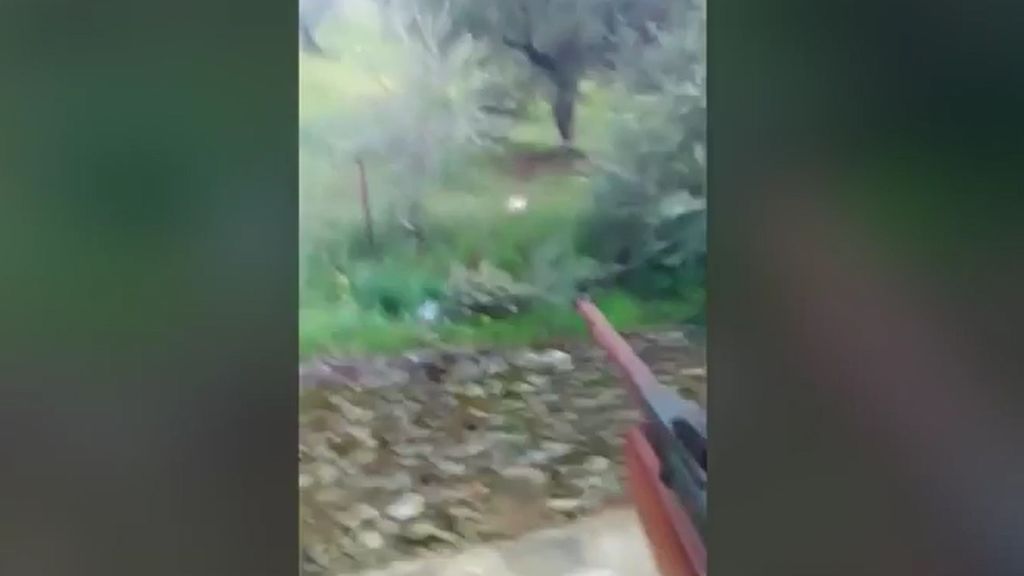 Detenido en Huelva por matar de un disparo a un gato desde su balcón, grabarlo en vídeo y difundirlo en redes sociales Detenido en Huelva por matar de un disparo a un gato desde su balcón, grabarlo en vídeo y difundirlo en redes sociales
