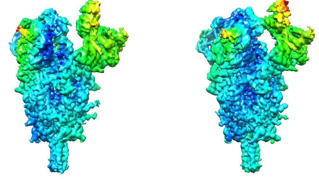 Proteína Spike del coronavirus SARS-CoV-2