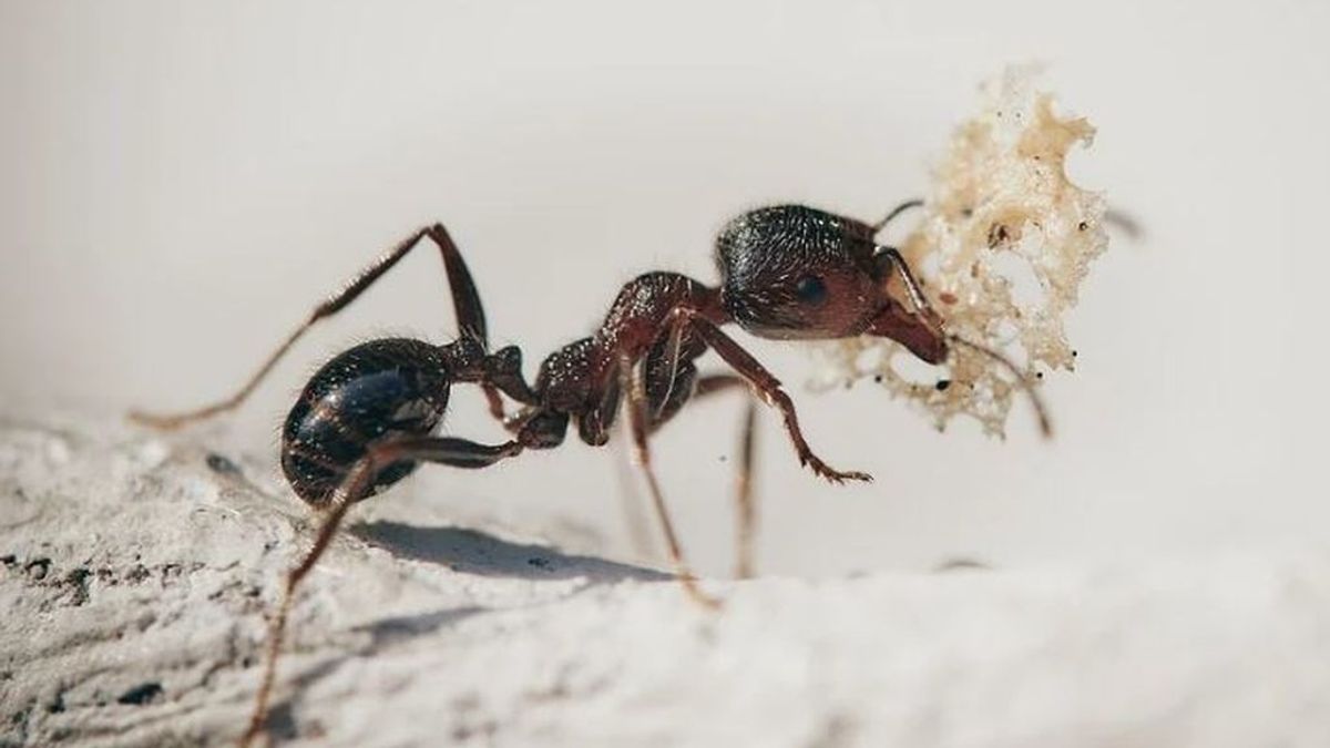 Cómo beneficia a algunas hormigas haber perdido las alas