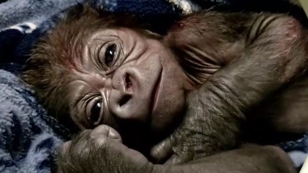 Nace un bebé gorila de una especie en peligro de extinción en Boston