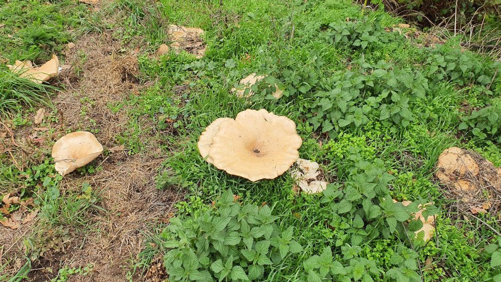 201021 seta gigante 2