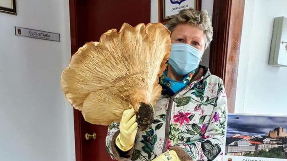 Una seta gigante, de casi 5 kilos, nueva atracción del municipio ourensano de Castro Caldelas Una seta gigante, de casi 5 kilos, nueva atracción del municipio ourensano de Castro Caldelas