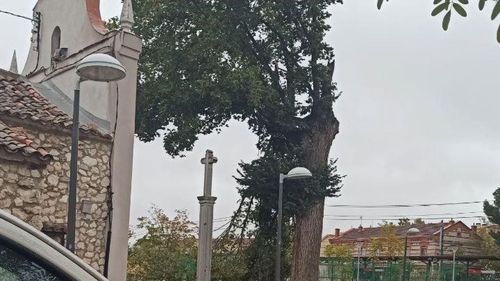 La borrasca derriba un árbol singular de más de 300 años en Madrid La borrasca derriba un árbol singular de más de 300 años en Madrid