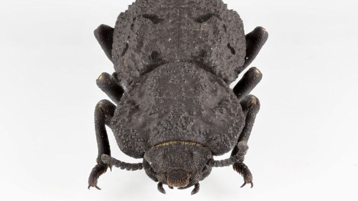 Averiguan por qué el escarabajo acorazado es tan duro que puede ser atropellado sin dañarse