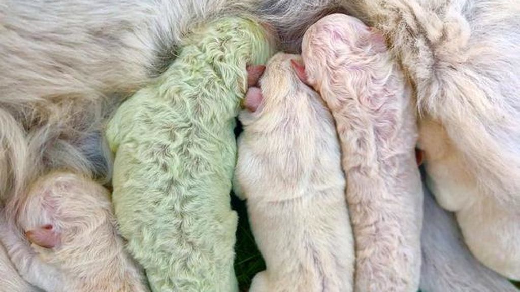 Sorprendente nacimiento de un perro verde en Cerdeña, Italia
