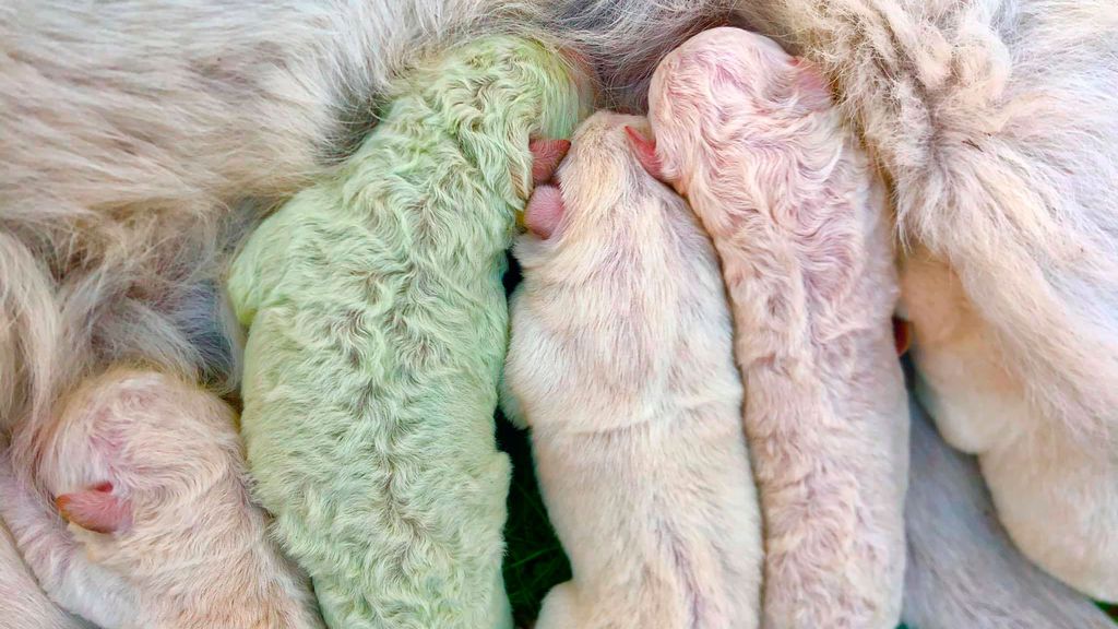 Más raro que un perro verde: Pistacho, el cachorro que nació con este extraño color Más raro que un perro verde: Pistacho, el cachorro que nació con este extraño color