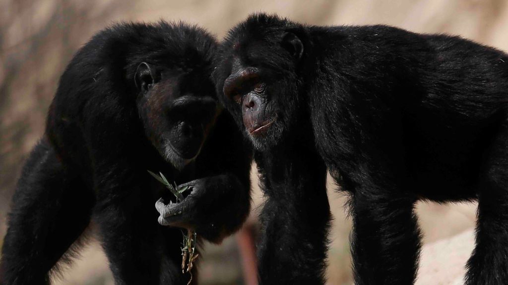 Los chimpancés eligen a sus 'amigos' para pasar la vejez, al igual que lo hacen los humanos Los chimpancés eligen a sus 'amigos' para pasar la vejez, al igual que lo hacen los humanos